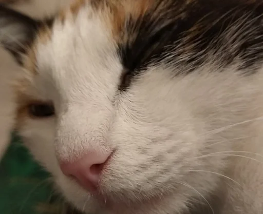 Стикер داشيشكا، بيع للعرب :: @fStikBot - 4