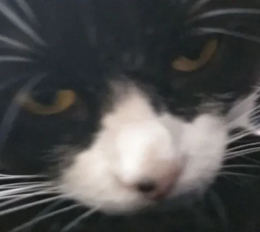 Стикер داشيشكا، بيع للعرب :: @fStikBot - 3