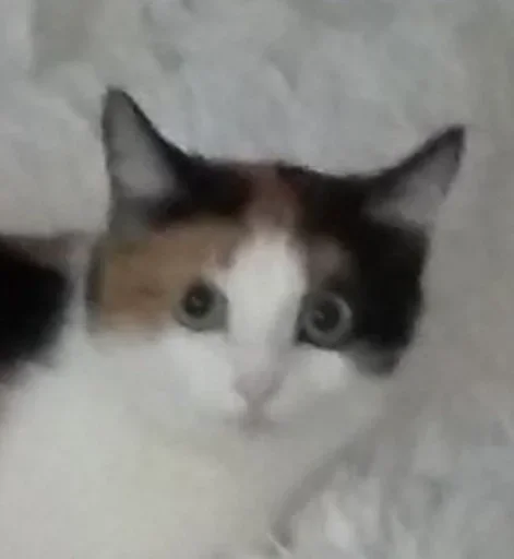 Стикер داشيشكا، بيع للعرب :: @fStikBot - 2