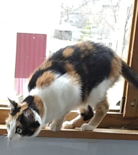 Стикер داشيشكا، بيع للعرب :: @fStikBot - 1