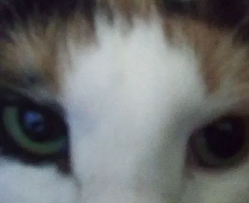 Стикер داشيشكا، بيع للعرب :: @fStikBot - 0