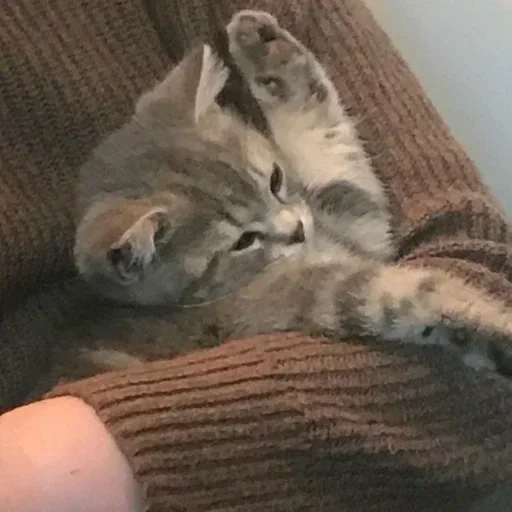 Стикер стикеры лизы!! :: @fStikBot - 1