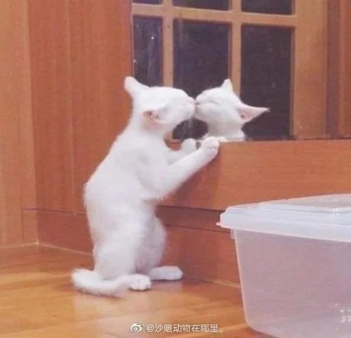 Стикер стикеры лизы!! :: @fStikBot - 0