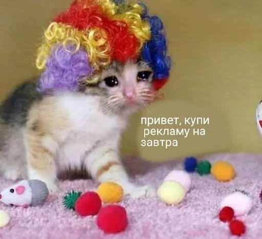 kitten small to medium-sized cats toy