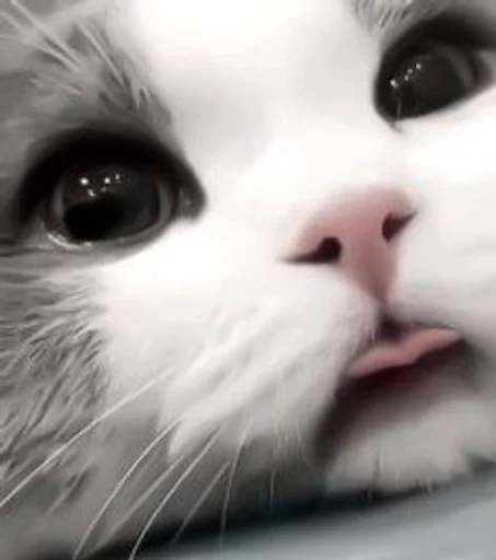 млекопитающее животное кошка