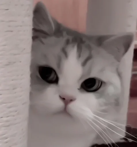 кошка млекопитающее животное