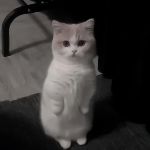 кошки малого и среднего размера кошка домашняя кошка