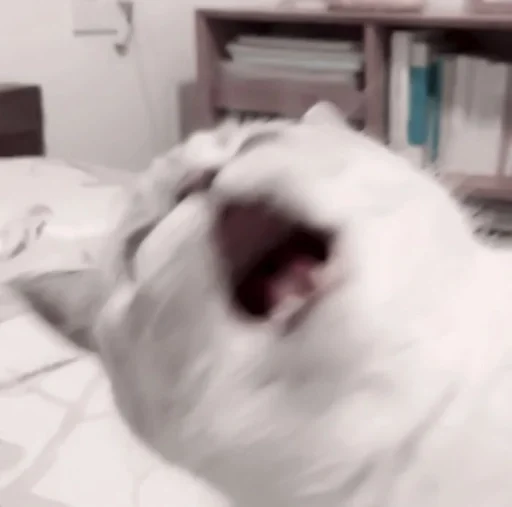 комнатный животное млекопитающее