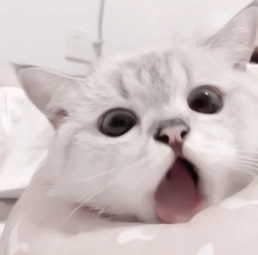 млекопитающее животное кошки малого и среднего размера