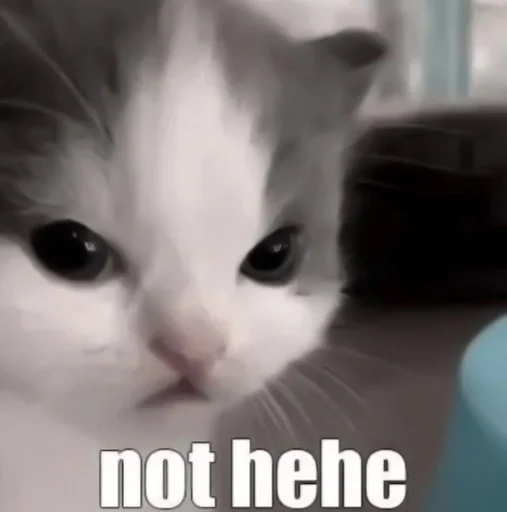 млекопитающее животное кошка