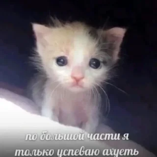 Sticker ПОНАБРАЛИ ЕБЛАНАВ - 2