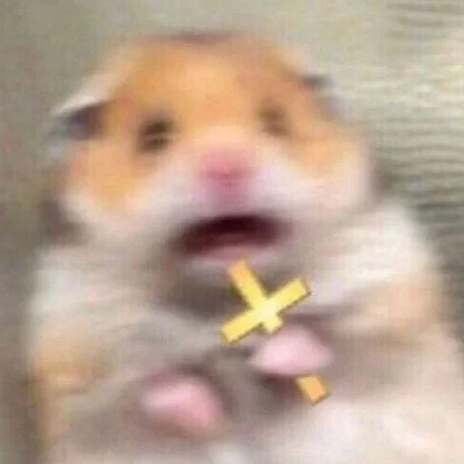 mammal animal hamster