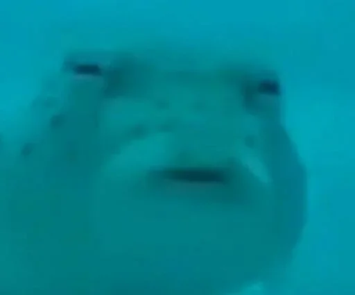 Вода плавание рыба