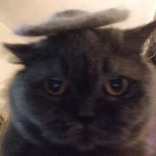 Sticker noicetry - 11