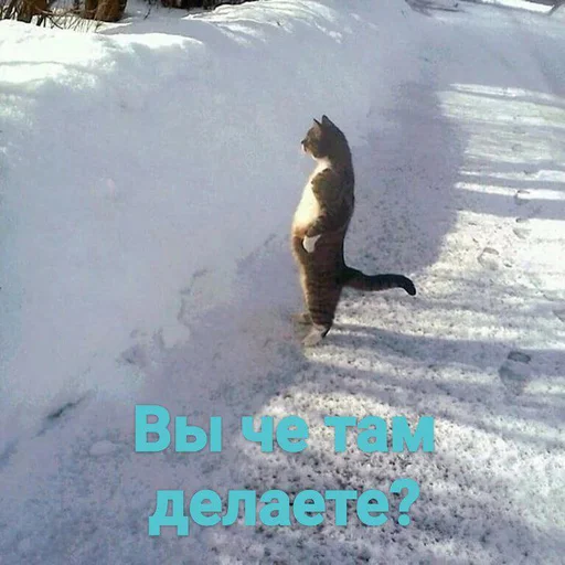 animal mammal outdoor