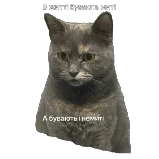 Sticker Кіт ©️ @Danilo_Momot - 4