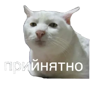 Sticker Кіт ©️ @Danilo_Momot - 8