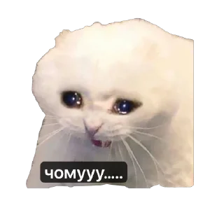 Sticker Кіт ©️ @Danilo_Momot - 5