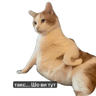 Sticker Кіт ©️ @Danilo_Momot - 0