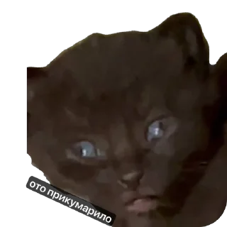 Sticker Кіт ©️ @Danilo_Momot - 1