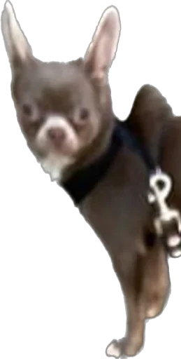 Стикер Darcy_The_Choomba - 1