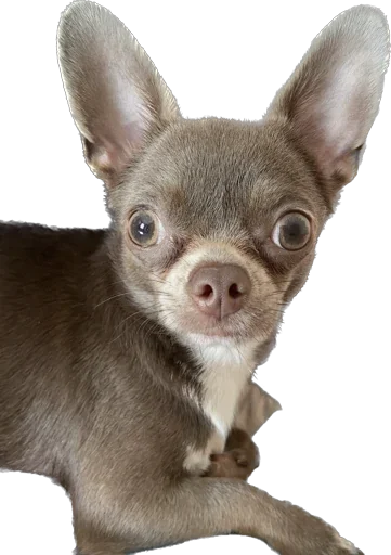 Стикер Darcy_The_Choomba - 1