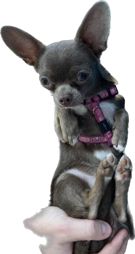 Sticker Darcy_The_Choomba - 1