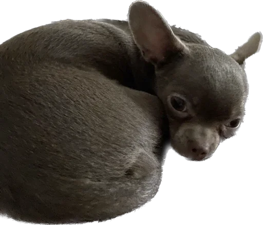 Sticker Darcy_The_Choomba - 1