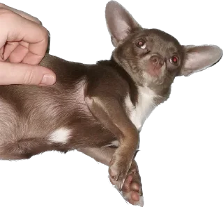 Стикер Чумба - 11