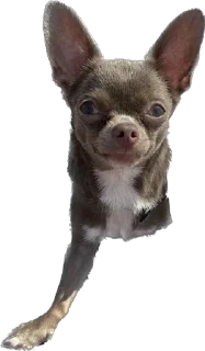 Стикер Чумба - 3