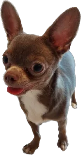 Стикер Чумба - 0