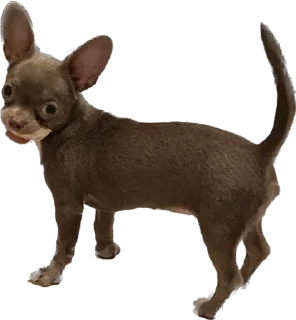 Стикер Чумба - 6