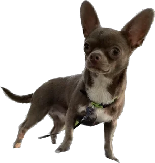 Стикер Чумба - 8