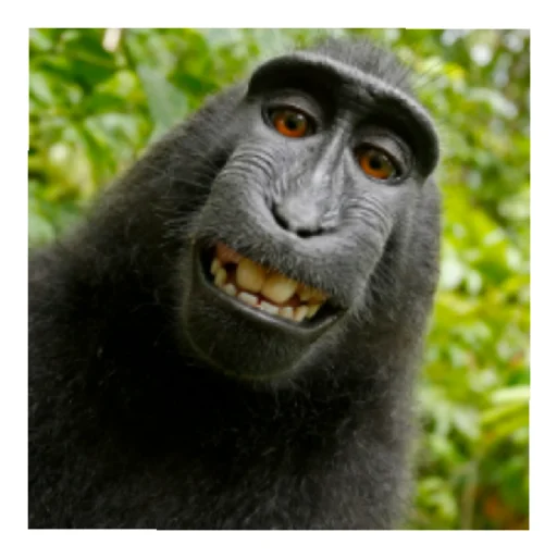 @dark_chat_official - 