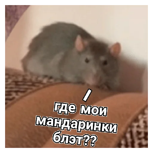 крыски<:3 - 