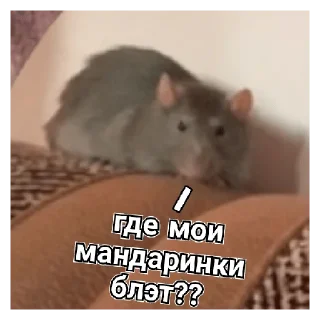 Sticker крыски<:3 - 0