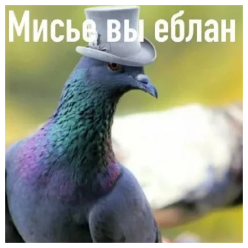 Sticker Dashinpak - 1