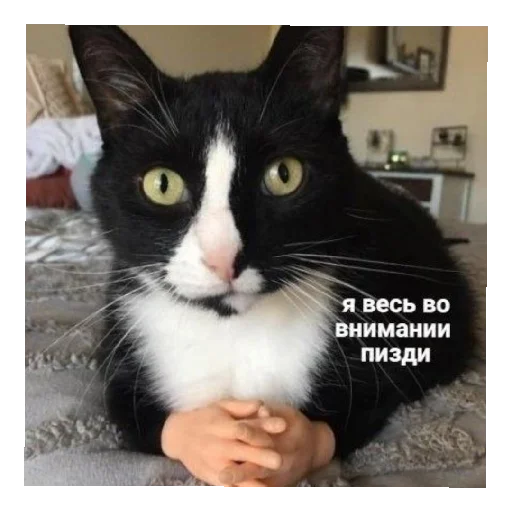 Sticker Dashinpak - 1