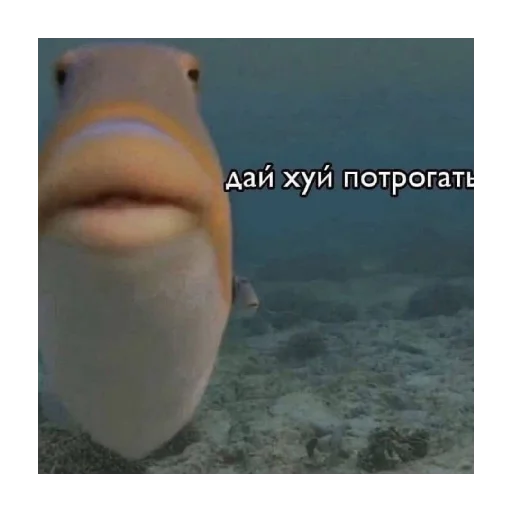 Стикер Dashinpak - 1