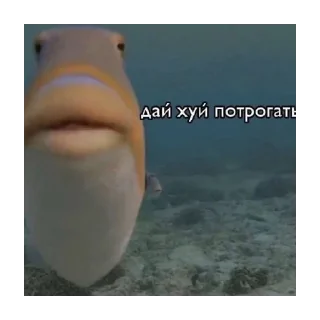 Sticker Дашинпак - 1