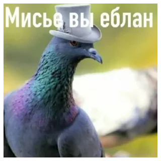 Sticker Дашинпак - 6