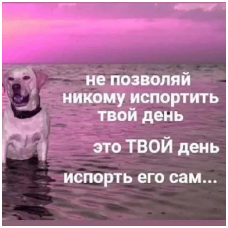 Sticker Дашинпак - 11