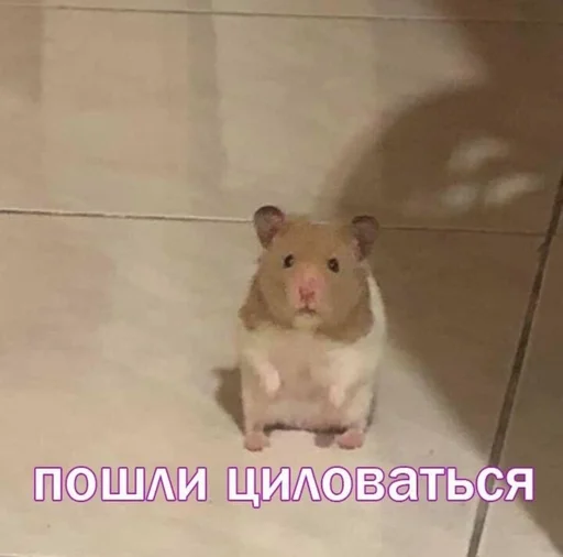 животное млекопитающее хомяк