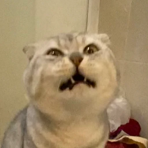 Стикер Biba and Boba - 8