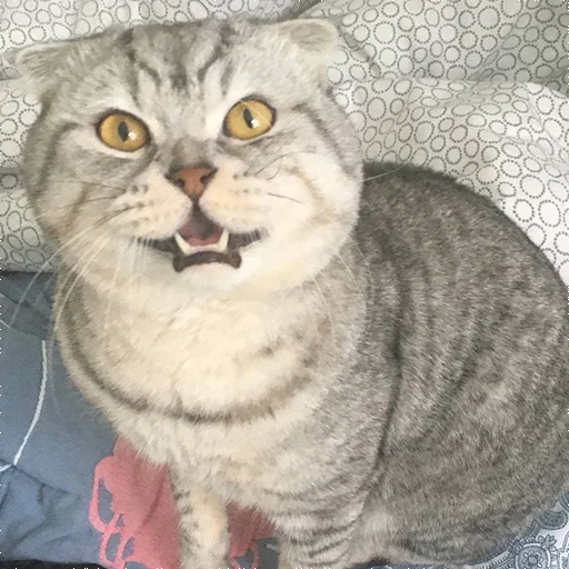 Стикер Biba and Boba - 3