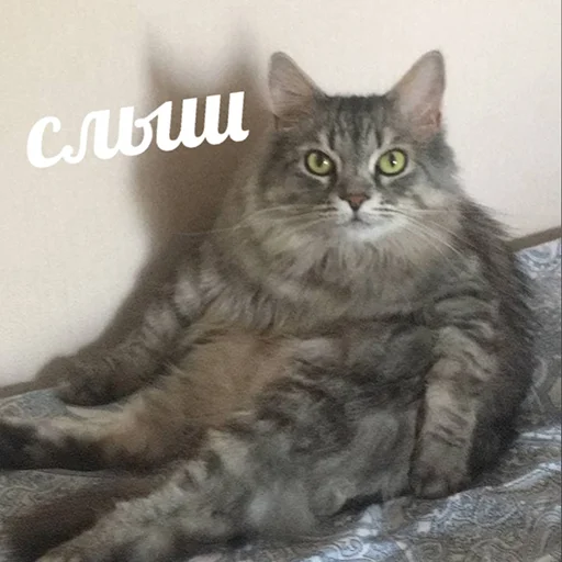 Стикер Biba and Boba - 2