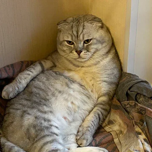 Стикер Biba and Boba - 1