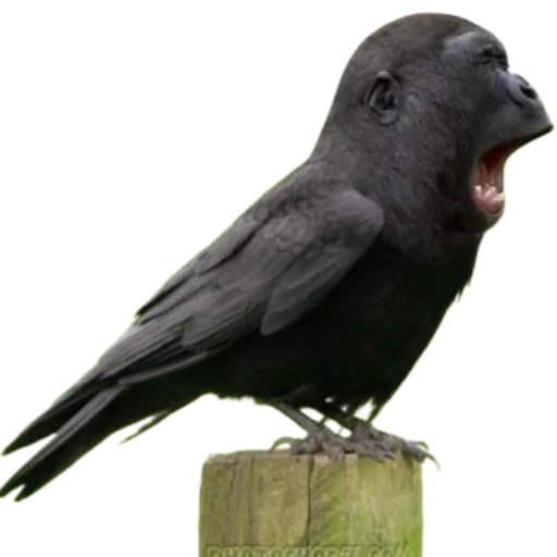 Sticker Davidcoviddd - 1