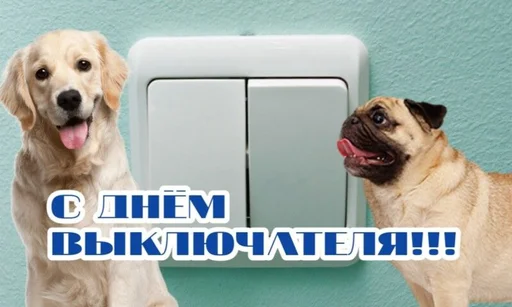 dog breed pet mammal