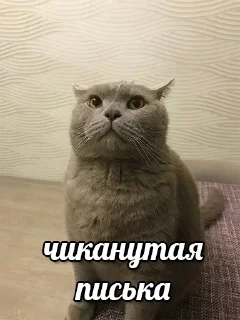 Стикер Больше стикеров 👉🏻 @stickertg4 - 6